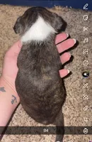 Mochi, a male Boston Terrier for sale in Helenwood, TN – 3 of 4