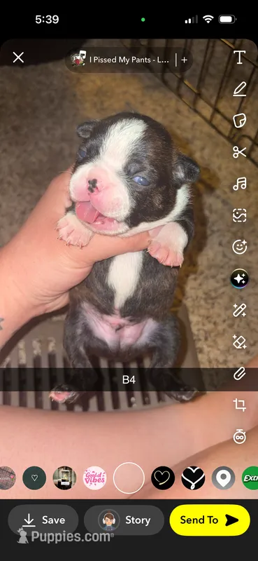 Mochi  – Boston Terrier puppy for sale in Helenwood, TN