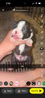 Mochi , a male Boston Terrier for sale in Helenwood, TN – 1 of 3
