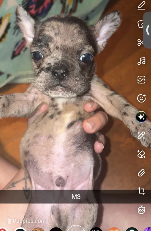 Muffin – Frenchton puppy for sale in Helenwood, TN