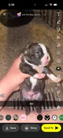 Mochi , a male Boston Terrier for sale in Helenwood, TN – 2 of 3