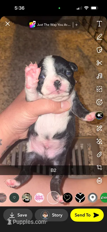 Cookie  – Boston Terrier puppy for sale in Helenwood, TN