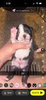 Cookie , a male Boston Terrier for sale in Helenwood, TN – 1 of 2