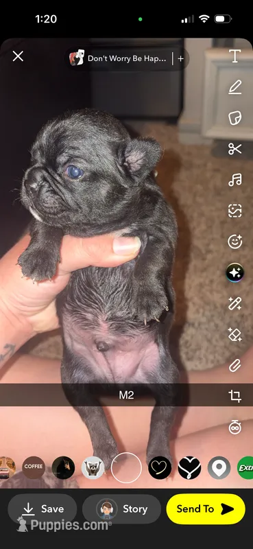 Waffles  – Frenchton puppy for sale in Helenwood, TN