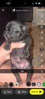 Waffles , a male Frenchton for sale in Helenwood, TN – 1 of 2
