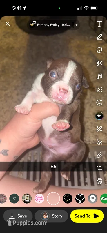 Truffle  – Boston Terrier puppy for sale in Helenwood, TN