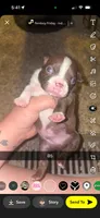 Truffle , a male Boston Terrier for sale in Helenwood, TN – 1 of 3