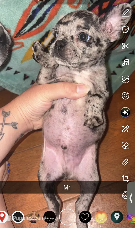 Toffee  – Frenchton puppy for sale in Helenwood, TN