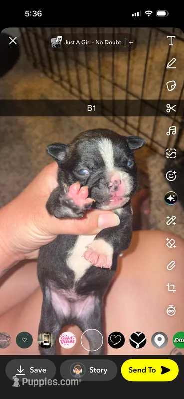 Chip – Boston Terrier puppy for sale in Helenwood, TN