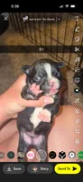 Chip, a male Boston Terrier for sale in Helenwood, TN – 1 of 3