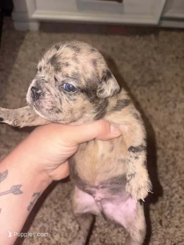 Brownie – Frenchton puppy for sale in Helenwood, TN