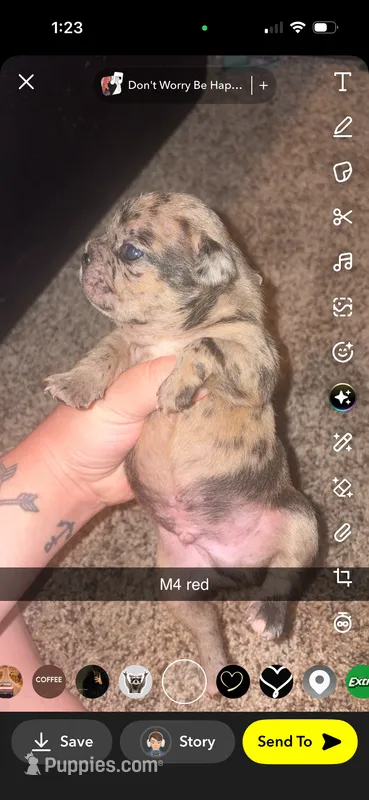 Brownie – Frenchton puppy for sale in Helenwood, TN