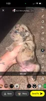 Brownie, a male Frenchton for sale in Helenwood, TN – 1 of 4