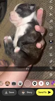 Luna , a female Boston Terrier for sale in Helenwood, TN – 2 of 3