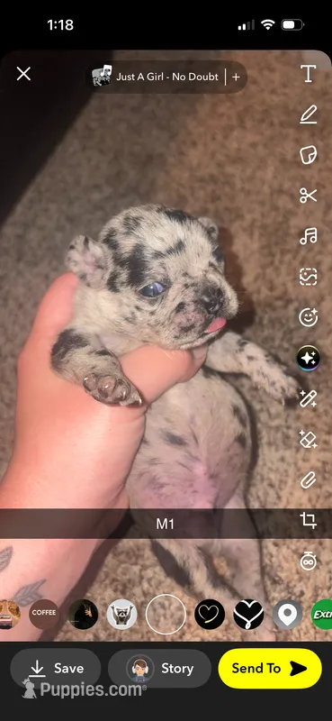Toffee  – Frenchton puppy for sale in Helenwood, TN