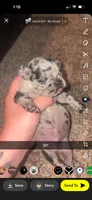 Toffee , a male Frenchton for sale in Helenwood, TN – 1 of 4