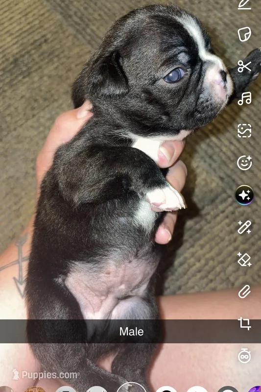 Orion – Boston Terrier puppy for sale in Helenwood, TN