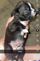 Orion, a male Boston Terrier for sale in Helenwood, TN – 1 of 3