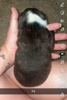 Stella , a female Boston Terrier for sale in Helenwood, TN – 3 of 3