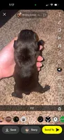 Marshmallow , a female Frenchton for sale in Helenwood, TN – 2 of 2