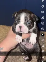 Mochi, a male Boston Terrier for sale in Helenwood, TN – 4 of 4