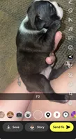 Nova , a female Boston Terrier for sale in Helenwood, TN – 2 of 3