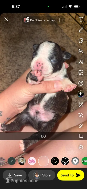 Biscuit – Boston Terrier puppy for sale in Helenwood, TN