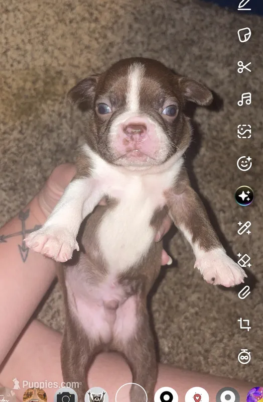 Truffle  – Boston Terrier puppy for sale in Helenwood, TN