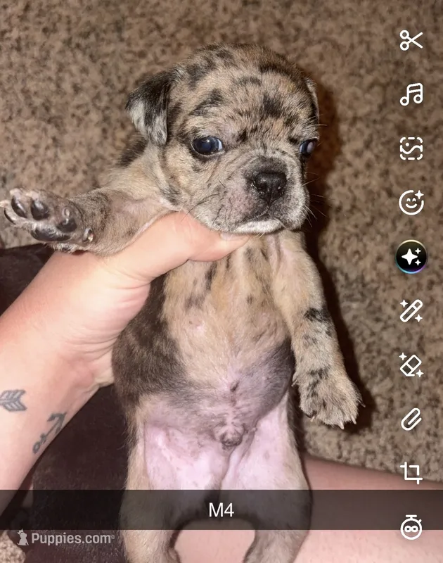 Brownie – Frenchton puppy for sale in Helenwood, TN