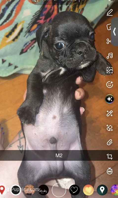 Waffles  – Frenchton puppy for sale in Helenwood, TN