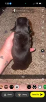 Waffles , a male Frenchton for sale in Helenwood, TN – 2 of 2