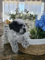 Peanut, a male Schnoodle for sale in Atlanta, GA – Photo 3 of 4