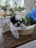 Peanut, a male Schnoodle for sale in Atlanta, GA – Photo 4 of 4