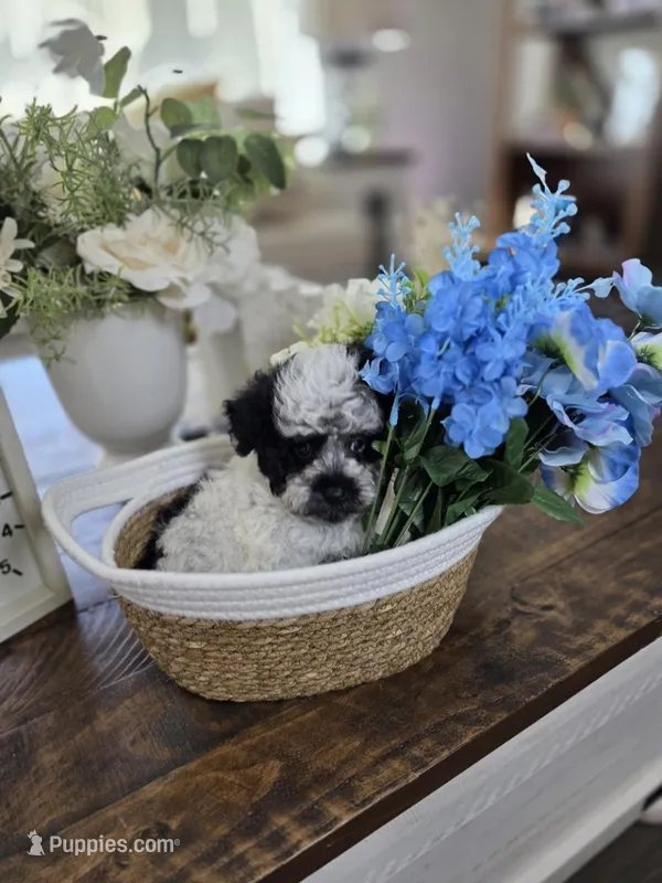Peanut – Schnoodle puppy for sale in Atlanta, GA