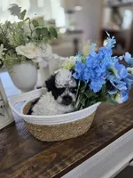 Peanut, a male Schnoodle for sale in Atlanta, GA – Photo 1 of 4