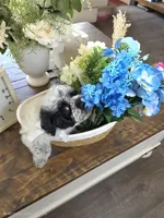 Peanut, a male Schnoodle for sale in Atlanta, GA – Photo 2 of 4