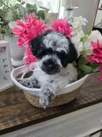 Butter, a female Schnoodle for sale in Atlanta, GA – Photo 3 of 4