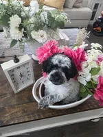 Butter, a female Schnoodle for sale in Atlanta, GA – Photo 4 of 4