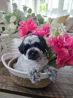 Butter, a female Schnoodle for sale in Atlanta, GA – Photo 2 of 4