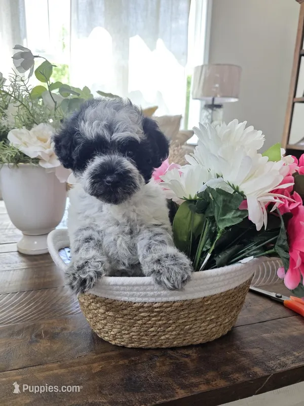 Butter – Schnoodle puppy for sale in Atlanta, GA