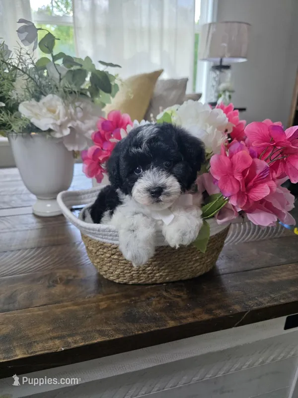 Jelly – Schnoodle puppy for sale in Atlanta, GA