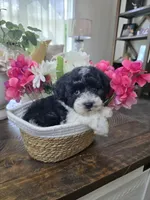 Jelly, a female Schnoodle for sale in Atlanta, GA – Photo 3 of 4
