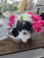 Jelly, a female Schnoodle for sale in Atlanta, GA – Photo 2 of 4