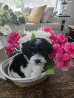 Jelly, a female Schnoodle for sale in Atlanta, GA – Photo 4 of 4