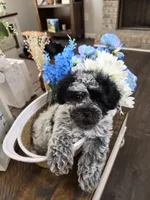 Lil Biskit, a male Schnoodle for sale in Atlanta, GA – Photo 4 of 4