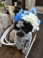 Lil Biskit, a male Schnoodle for sale in Atlanta, GA – Photo 3 of 4
