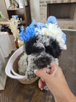 Lil Biskit, a male Schnoodle for sale in Atlanta, GA – Photo 2 of 4