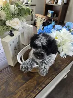 Lil Biskit, a male Schnoodle for sale in Atlanta, GA – Photo 1 of 4