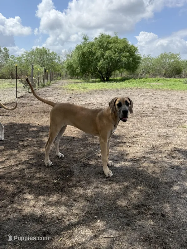 Valkyrie  – Great Dane puppy for sale in Orange Grove, TX