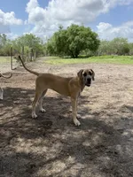 Valkyrie , a female Great Dane for sale in Orange Grove, TX – 4 of 7